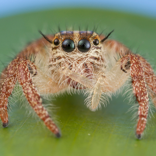 Cure Your Fear of Marketing (and Spiders!)